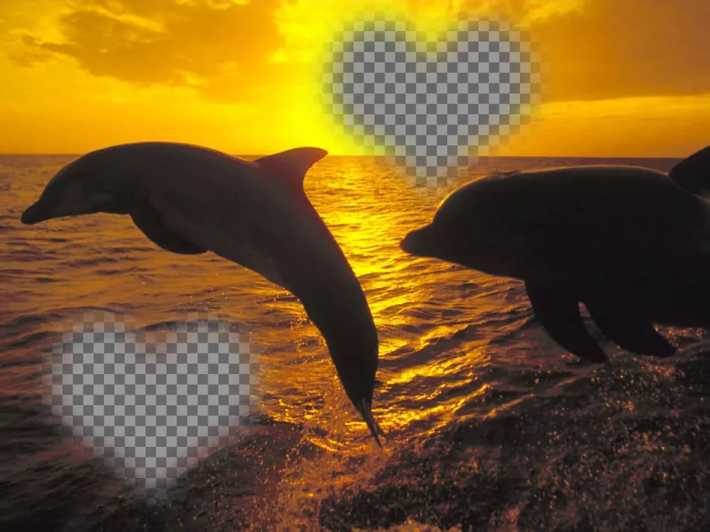 Colagem para duas fotos em forma de coração e golfinhos saltando. ..