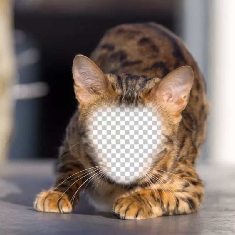 Fotomontagem de um gato selvagem para colocar seu rosto e se tornar um ..