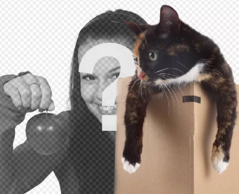 Fotomontagem para colocar um gatinho em uma caixa em uma de suas..