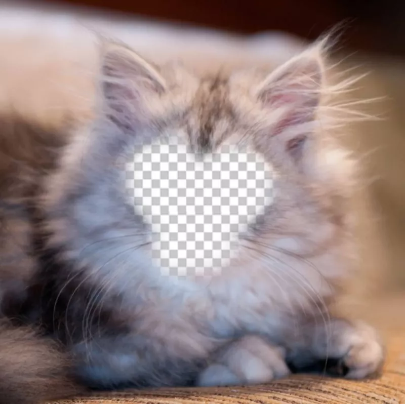 Fotomontagem para se tornar um gato persa branco e cinza com seu ..