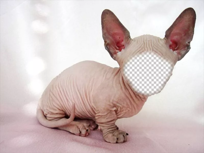 Fotomontagem de um gato Sphynx calvo com orelhas grandes, onde você pode colocar seu rosto ..