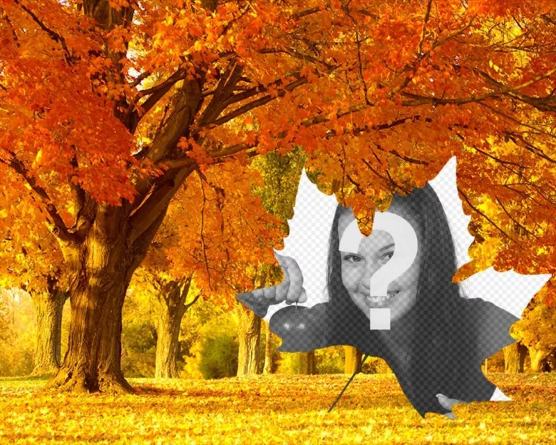 Colagem da foto de outono com um fundo de árvores e uma folha em forma de quadro. Faça suas fotos ..