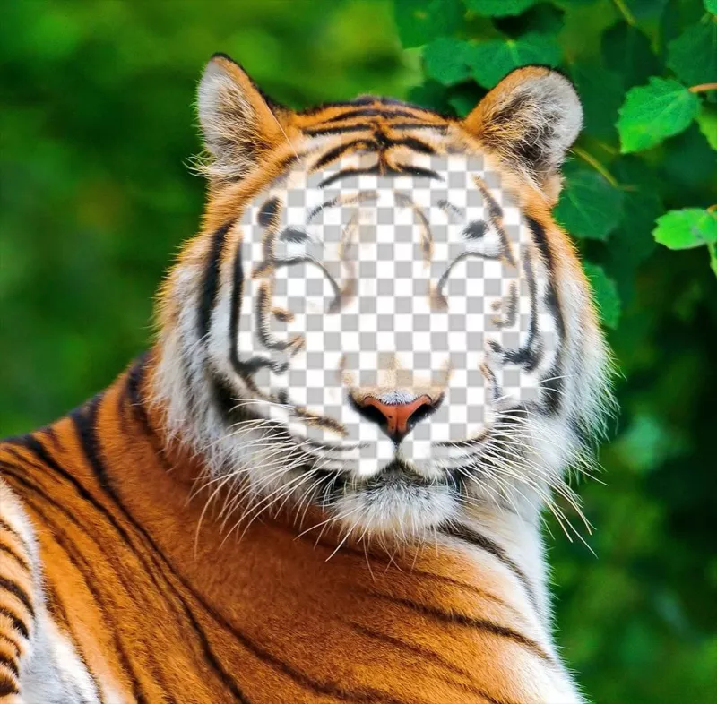 Fotomontagem de um tigre para enviar sua foto em seu rosto ..