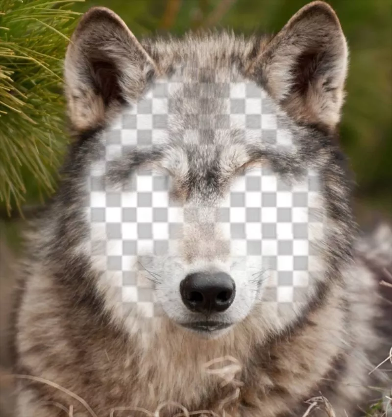 Coloque seu rosto em um lobo com esta foto efeito ..