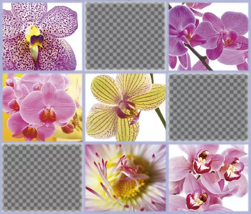 colagem livre com belas flores para adicionar três de suas fotos ..