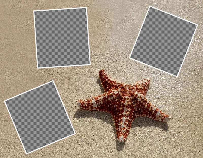 Colagem para editar com três fotos com uma estrela do mar e de graça ..