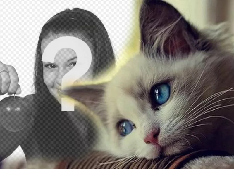 Efeito com um gato bonito dos azul-olhos para adicionar sua foto ..