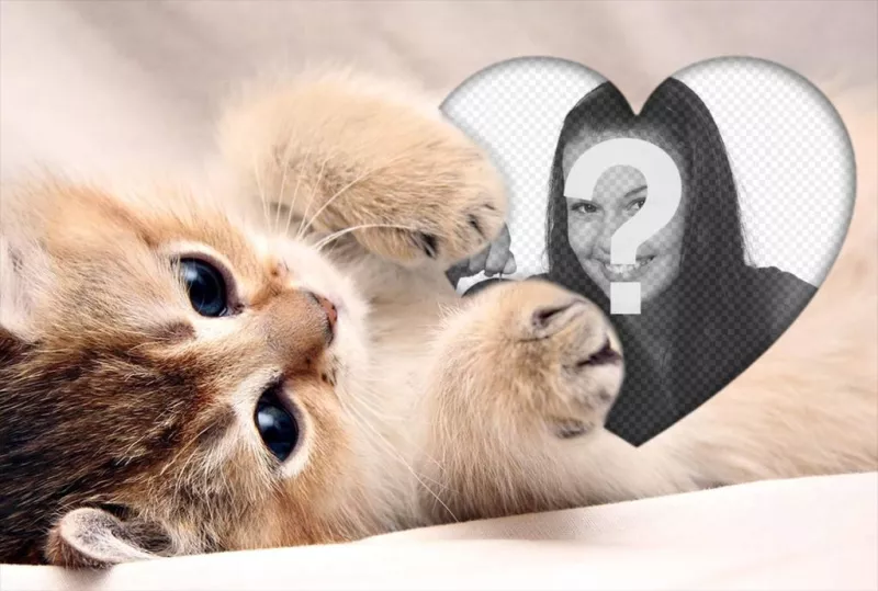 efeito foto bonito de um gatinho que abraça um coração para adicionar sua foto ..