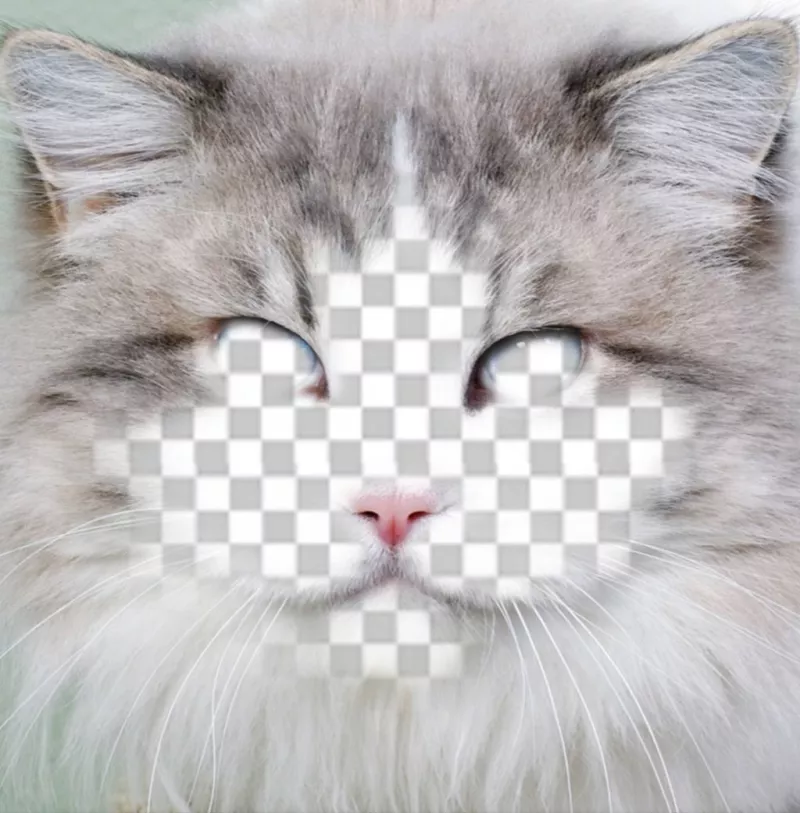 Ponha seu rosto na face de um gato editando este efeito livre ..