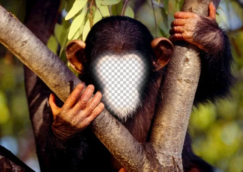 divertimento efeito para colocar seu rosto para um macaco em linha ..
