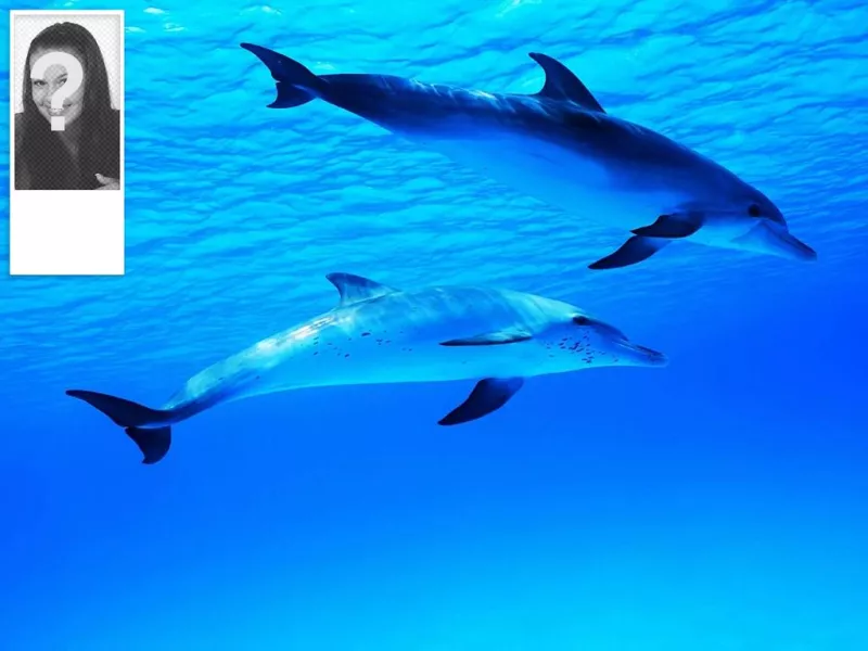 Twitter fundo de um oceano com golfinhos, personalizados com sua própria..