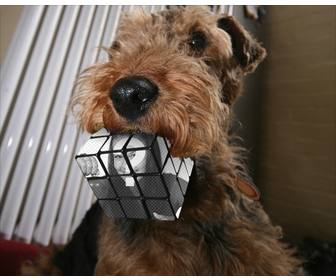 cubo rubik fotomontagem mordido um cão carregar uma foto e fazer efeito