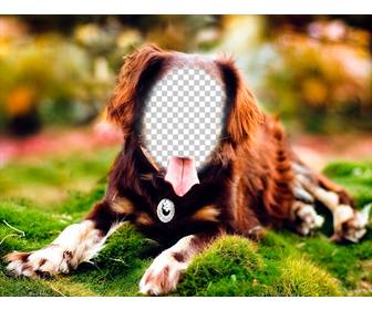 ponha seu rosto em um cão levantam com fotomontagem on-line