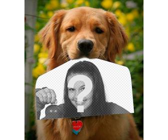 fotomontagem com um cachorro segurando uma fotografia com o nariz uma forma engracada golden retriever