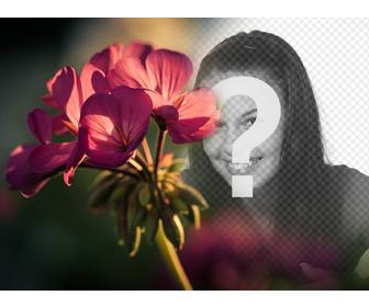 efeito foto livre as suas fotos com um filtro uma flor