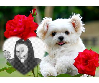 efeito livre amor com um filhote cachorro bonito e flores vermelhas adicionar sua foto