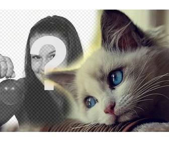 efeito com um gato bonito azul-olhos adicionar sua foto