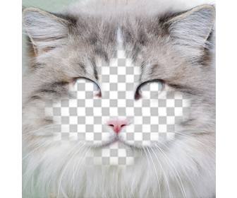 ponha seu rosto na face um gato editando efeito livre