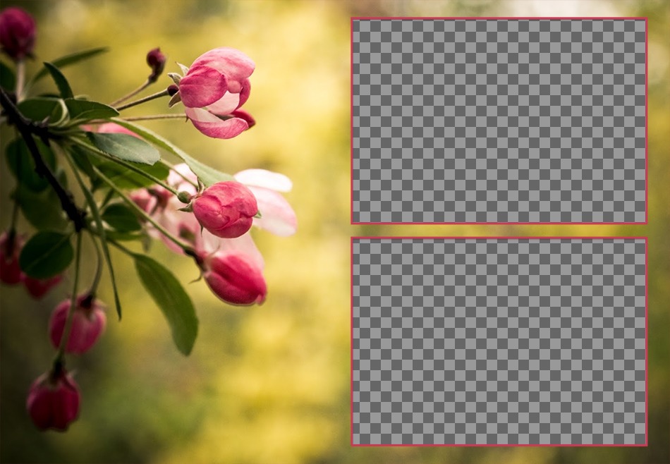 Colagem de duas fotos com tulipas primavera rosa em flor. ..