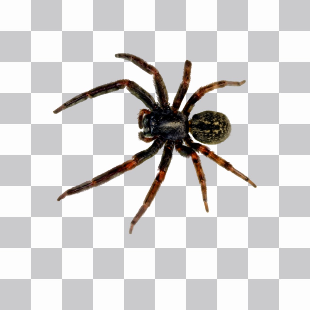 Fotomontagem para colocar uma aranha em suas fotos com nosso editor..