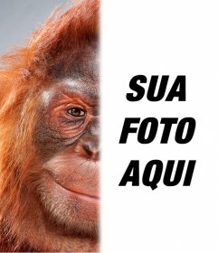 Macaco oferece a humanos esse rosto para fazer memes : r/HUEstation