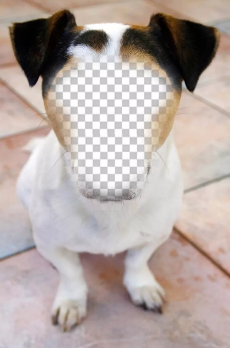 Fotomontagem de um cão onde você pode colocar seu rosto e de graça ..