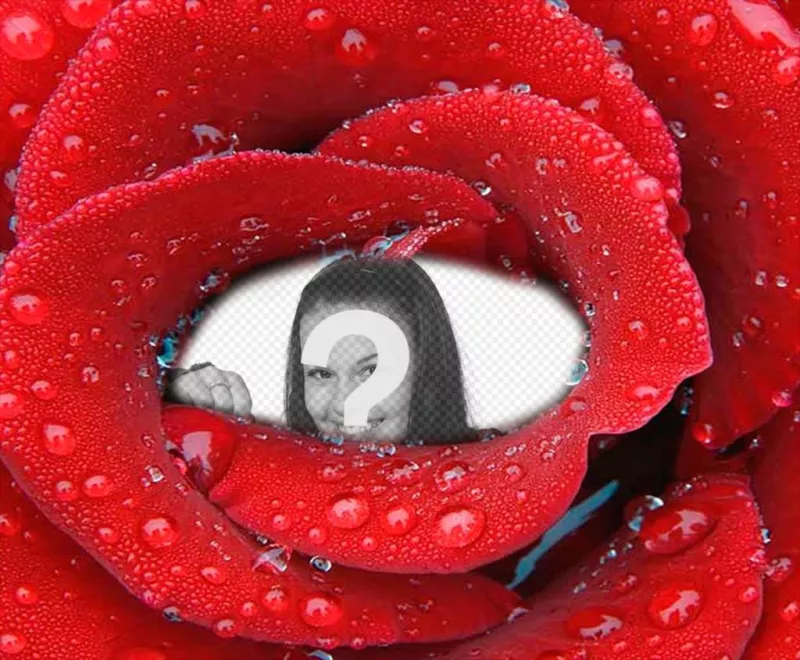 Fotomontagem com foto fechado dentro de uma rosa fresca. ..