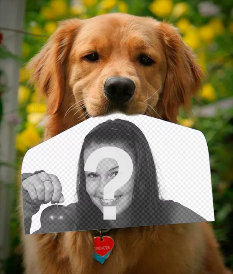 Fotomontagem com um cachorro segurando uma fotografia com o nariz de uma forma engraçada. Este golden retriever ..