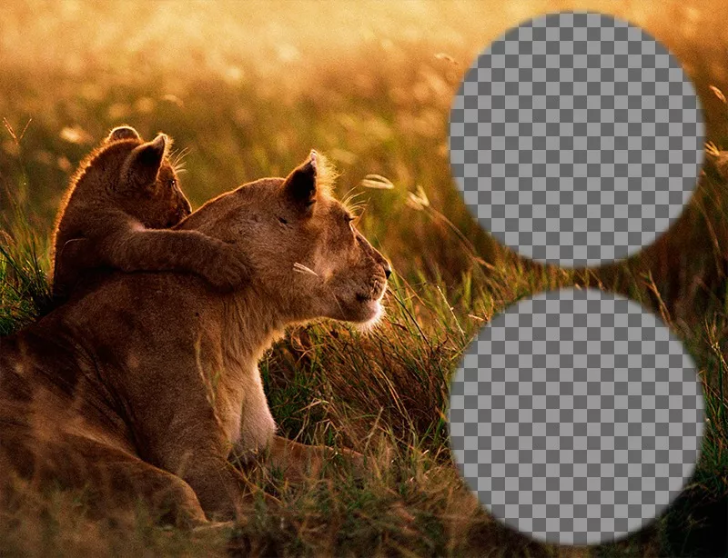 Colagem de duas fotos com uma leoa e seu filhote. ..