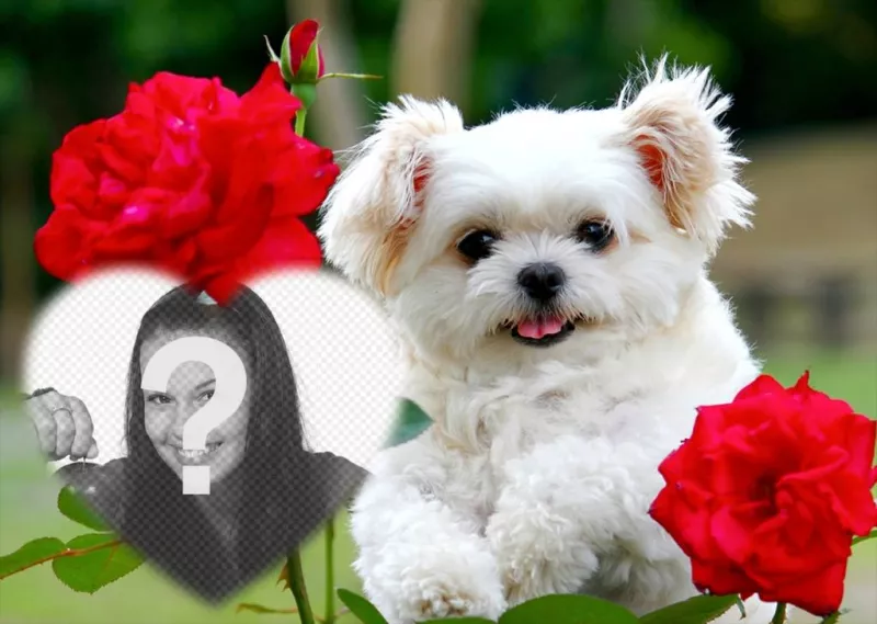 efeito livre de amor com um filhote de cachorro bonito e flores vermelhas para adicionar sua foto ..