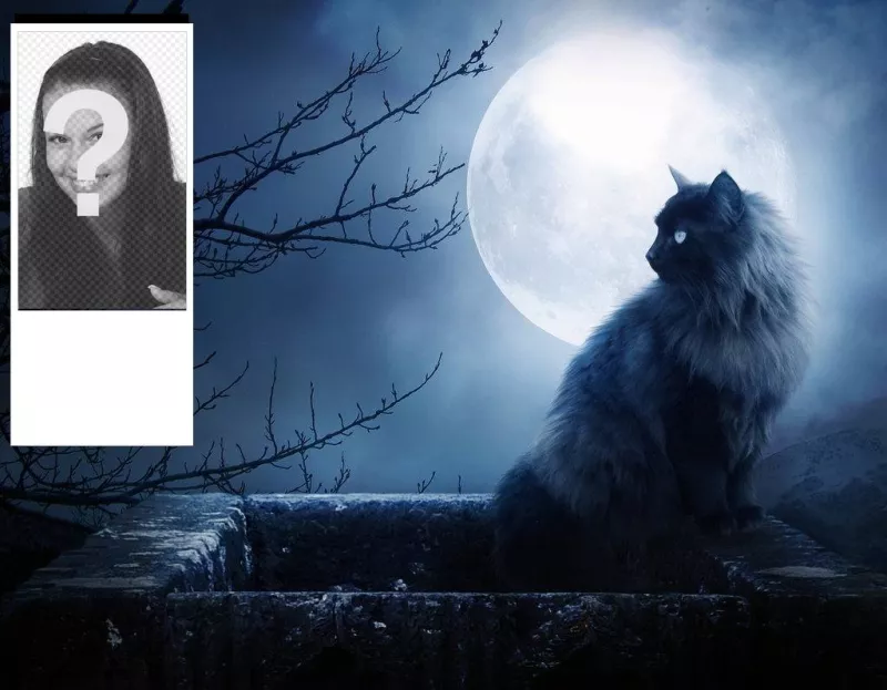 Fundos personalizados Twitter com um gato preto e uma noite de lua. Personalize com sua foto..
