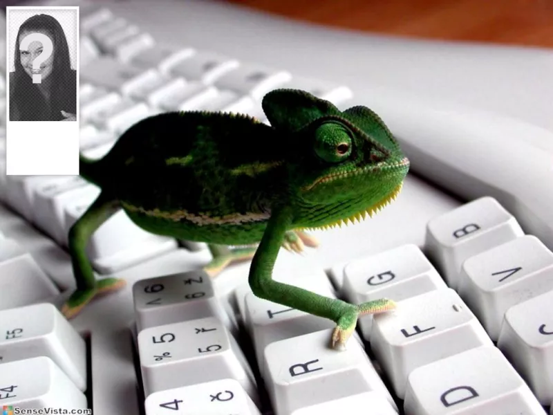 Fundo para Twitter com uma imagem de um camaleão em um teclado. Personalize com sua foto ao..