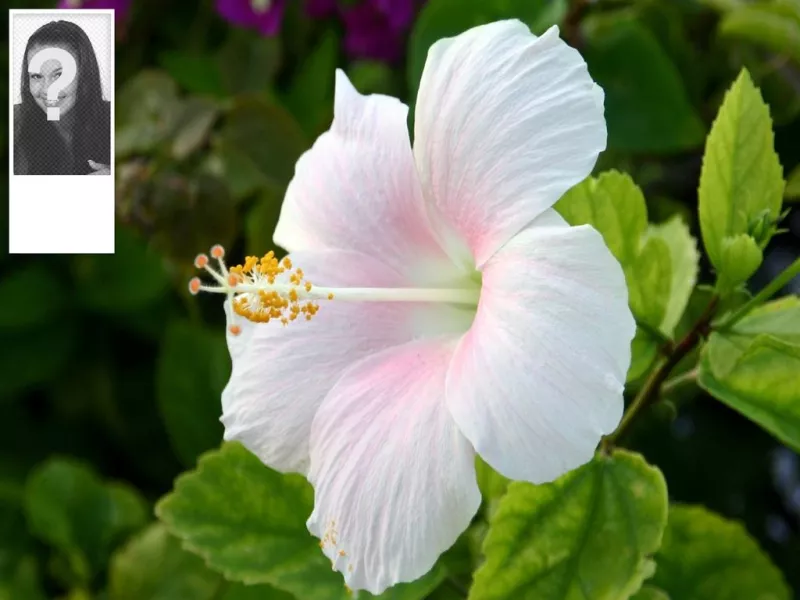 Ttwitter fundo com a sua foto e uma flor de hibisco no..