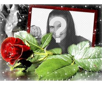 cartão o amor com uma rosa em voce pode colocar sua foto
