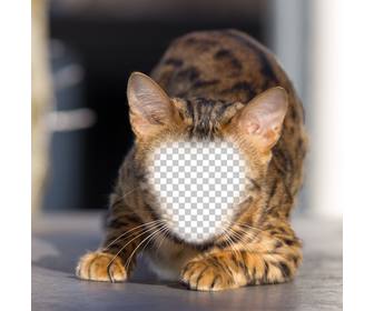 fotomontagem um gato selvagem colocar seu rosto e tornar um