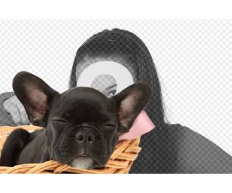 adicionar filhote cachorro preto bulldog as suas imagens e personaliza-los com o texto
