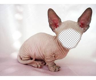 fotomontagem um gato sphynx calvo com orelhas grandes onde voce pode colocar seu rosto