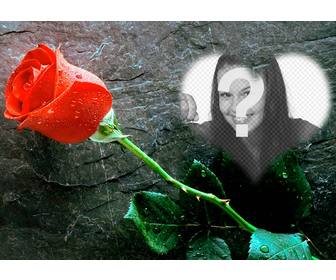 coloque uma foto um coracão com uma rosa ao lado deste efeito foto amo voce pode enviar um cartão postal