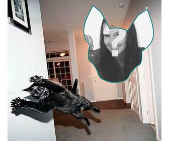 fotomontagem com um gato pulando fosse uma explosão