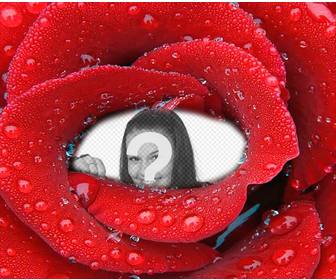 fotomontagem com foto fechado uma rosa fresca