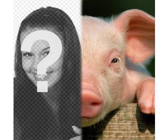 porco com seu rosto fazer uma fotomontagem use montagem