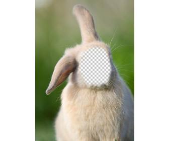 fotomontagem online com o seu rosto no corpo um coelho