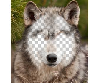 coloque seu rosto em um lobo com foto efeito