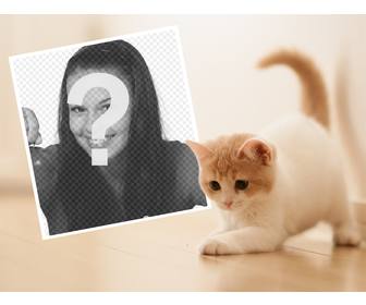 efeito da foto com um gatinho bonito fazer upload sua foto favorita