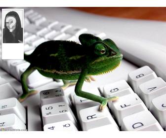fundo twitter com uma imagem um camaleão em um teclado personalize com sua foto ao lado