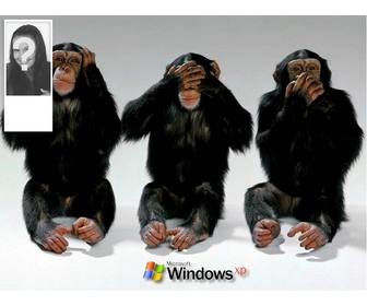 macacos fazendo sinais não ouvir não ver não ouvir definir um fundo twitter com sua foto