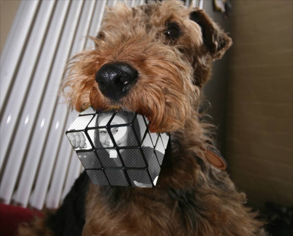 Cubo Rubik Fotomontagem mordido por um cão. Carregar uma foto e fazer este..