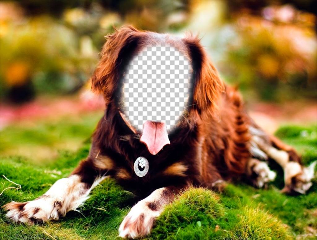 Ponha seu rosto em um cão que levantam com esta fotomontagem on-line ..