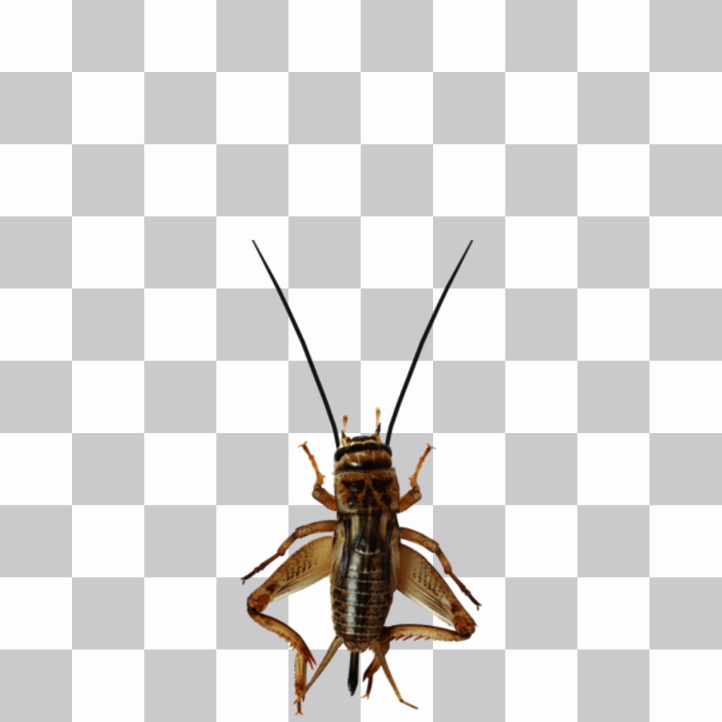 Amortecedor inseto com antenas longas e para aplicar às suas fotos pernas. ..