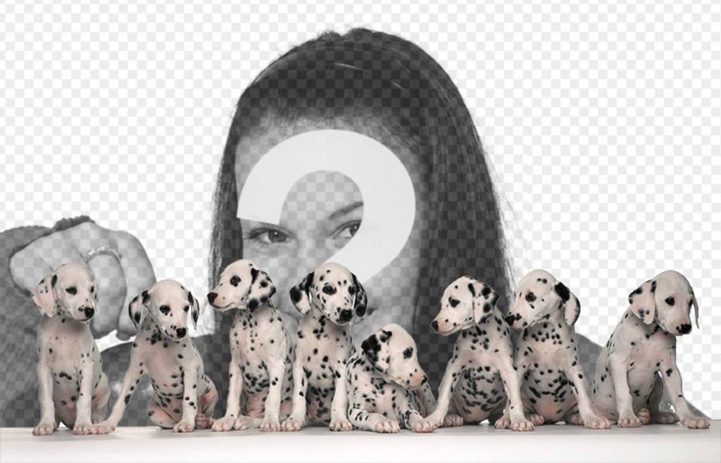 Moldura de oito Dálmatas. ..